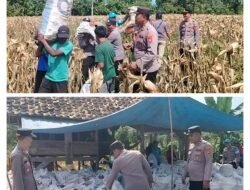 Dukung Ketahanan Pangan, Polres Tanggamus Kembali Panen Jagung di Pulau Panggung