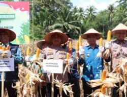 Polres Tanggamus Gelar Panen Raya Jagung Serentak di Semaka, Hasil Capai 10 Ton per Hektare