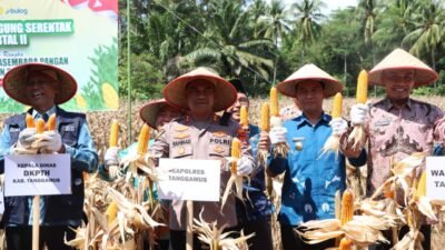 Polres Tanggamus Gelar Panen Raya Jagung Serentak di Semaka, Hasil Capai 10 Ton per Hektare