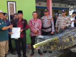 Buaya Muara Sepanjang 4,5 Meter Ditangkap di Sungai Way Semaka, Tanggamus
