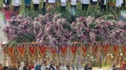 Panen Perdana Bawang Merah, Bumdes Alam Jaya Pekon Kejayaan Dorong Ketahanan Pangan di Tanggamus